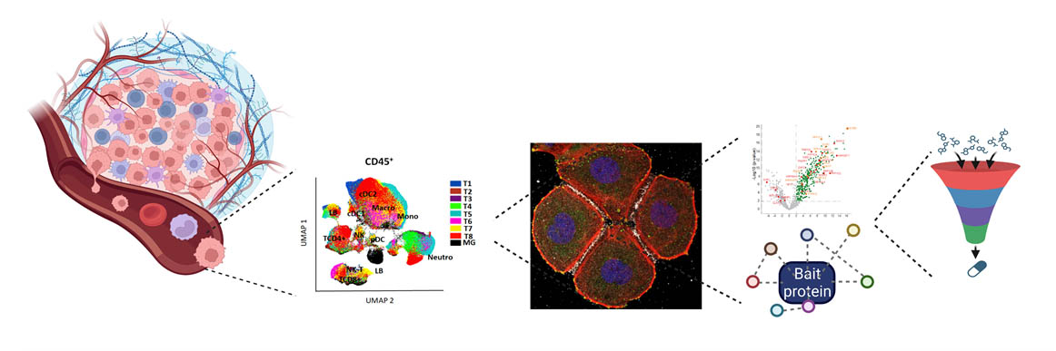Image équipe Ciblage des réseaux de signalisation et du microenvironnement dans le cancer dans le cancer borg maina CRCM