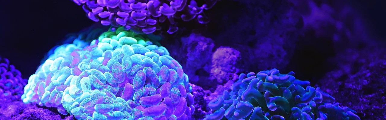 Illustration équipe Interactions Leuco/Stromales dans l’hématopoïèse normale et pathologique - CRCM