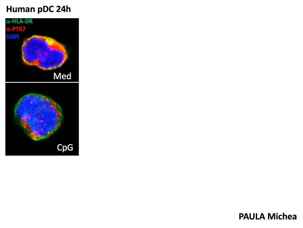 Human pDC 24h équipe Ciblage des réseaux et microenvironnement dans le cancer - CRCM