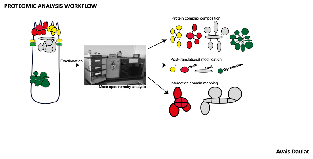 Proteomic analysis équipe ciblage des réseaux - Centre de recherche en cancérologie de Marseille